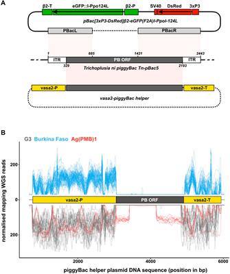 The Potential for a Released Autosomal X-Shredder Becoming a Driving-Y Chromosome and Invasively Suppressing Wild Populations of Malaria Mosquitoes